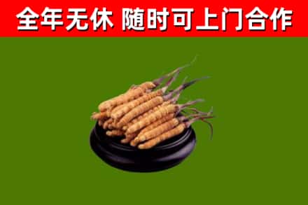 淇市回收冬虫夏草